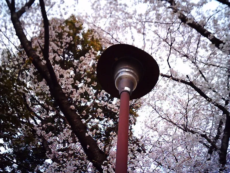 Cherry blossoms in full bloom